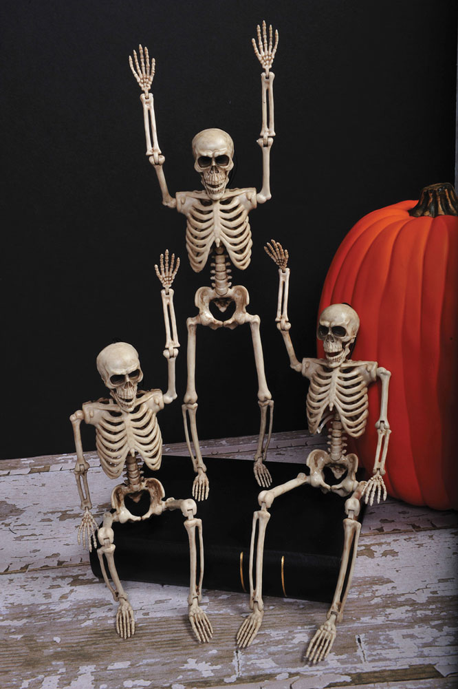 Skeleton in Counter Display (35cm)