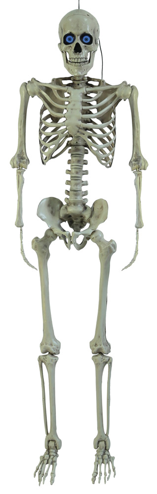 Injection Moulded Skeleton with Digiteyes (1.5m)