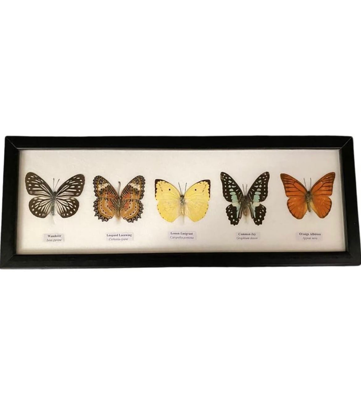 Framed Butterfly Specimens Display (5)