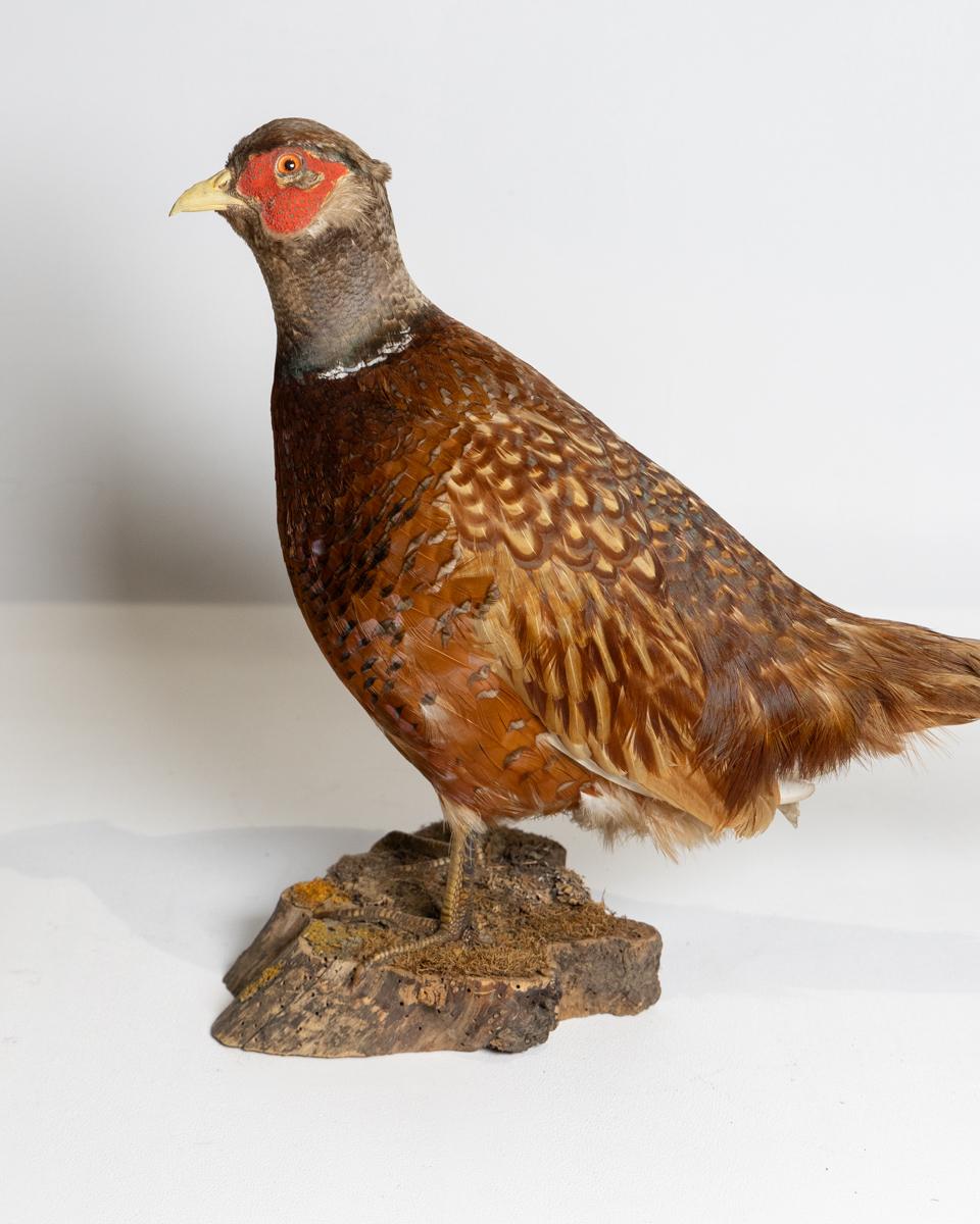 Taxidermy Common Pheasant