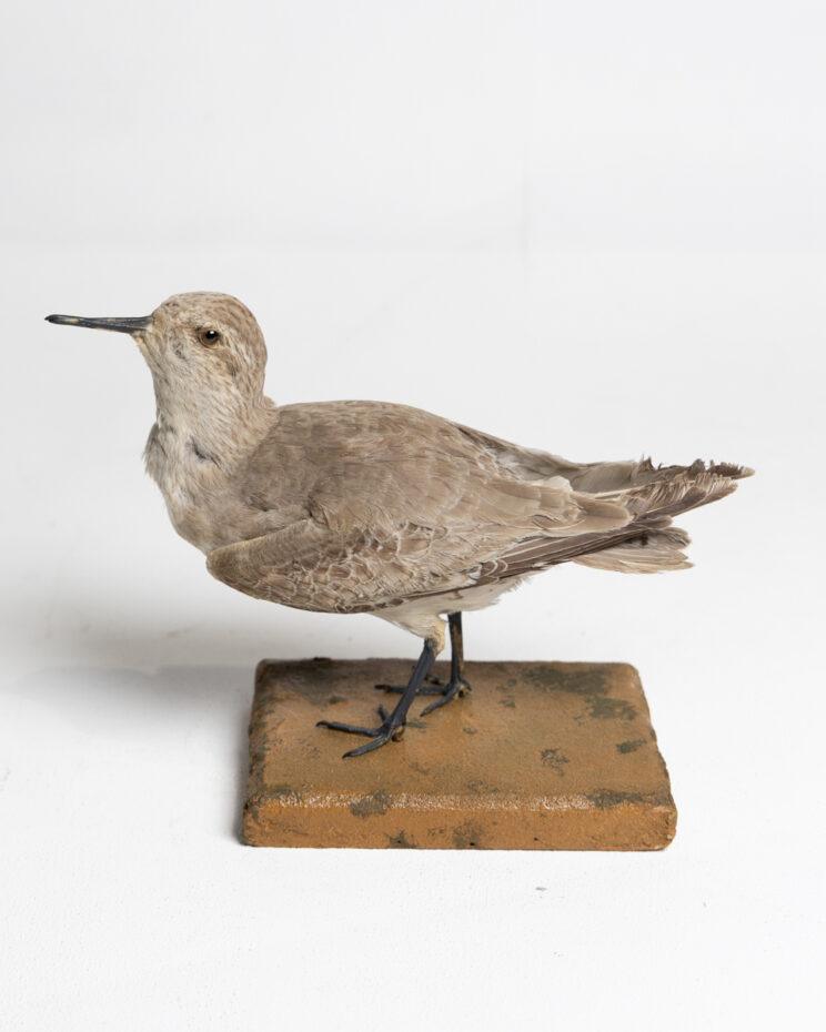 Mounted Taxidermy Knot