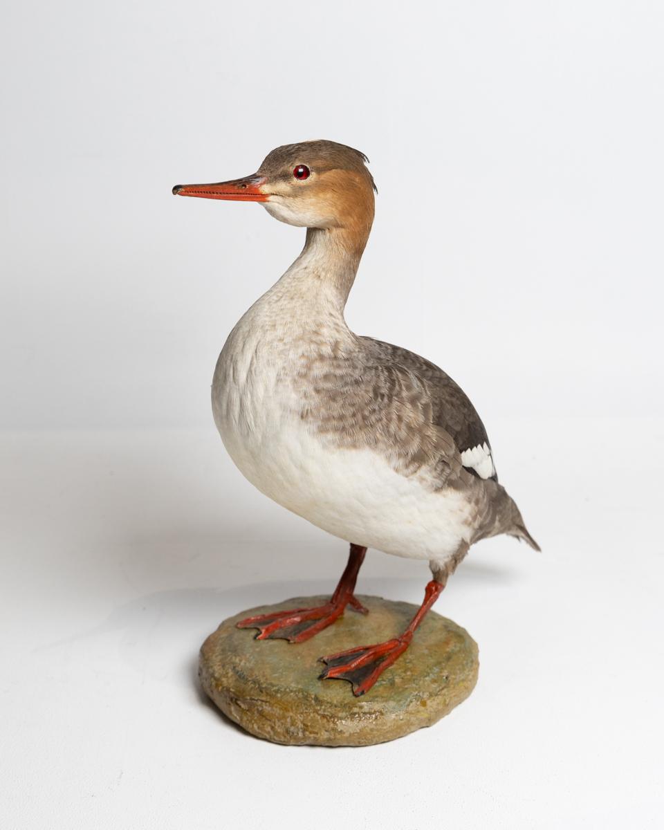 Taxidermy Red-breasted Merganser