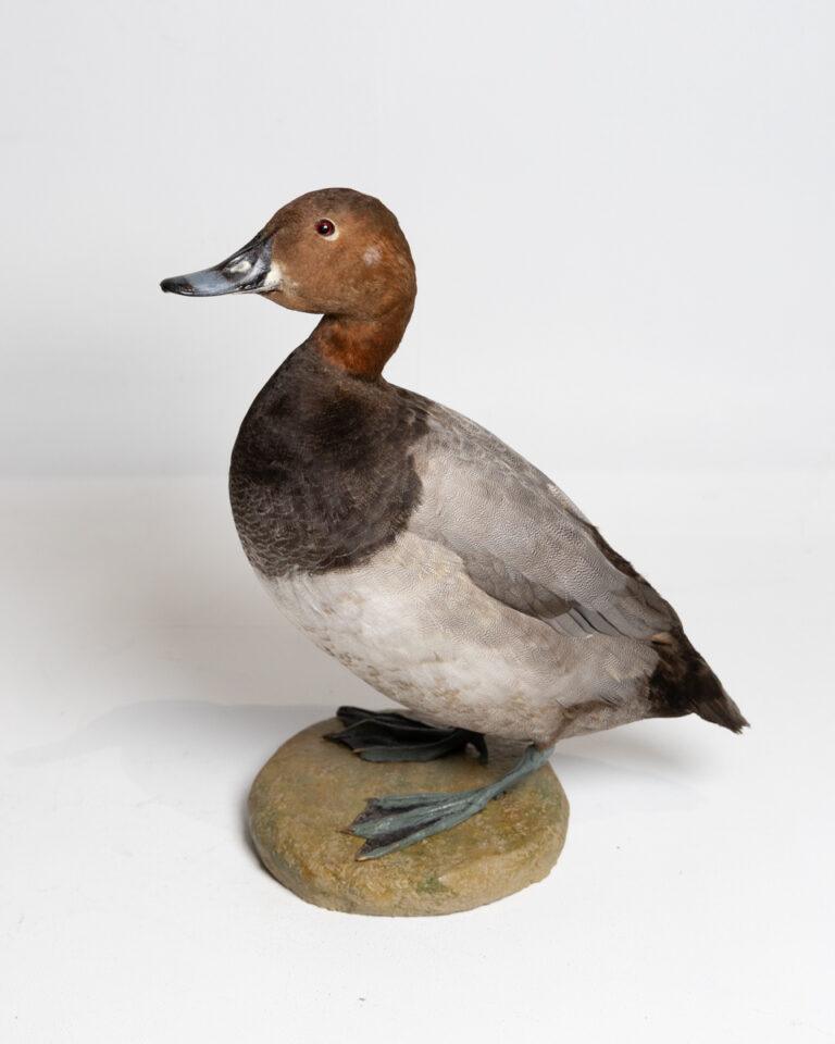 Taxidermy Male Pochard Duck