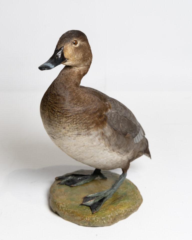 Taxidermy Female Pochard Duck