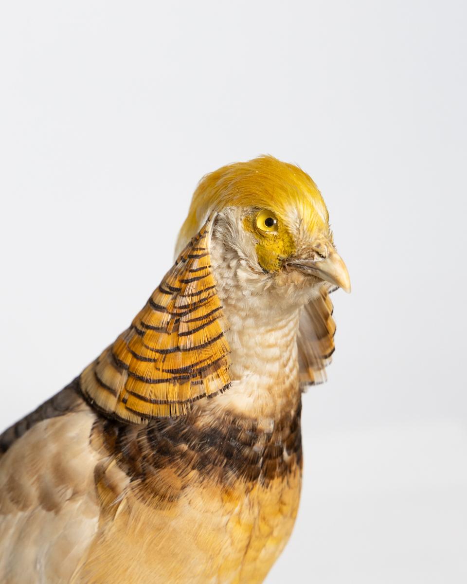 Black-throated Yellow Golden Pheasant