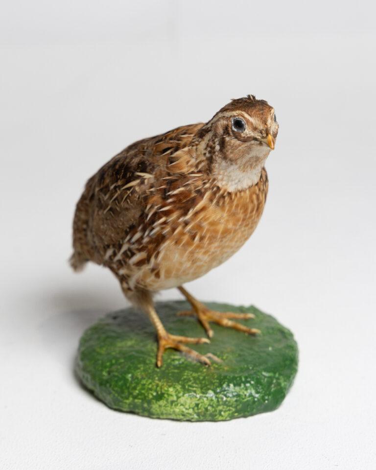 Taxidermy Quail on Display Base