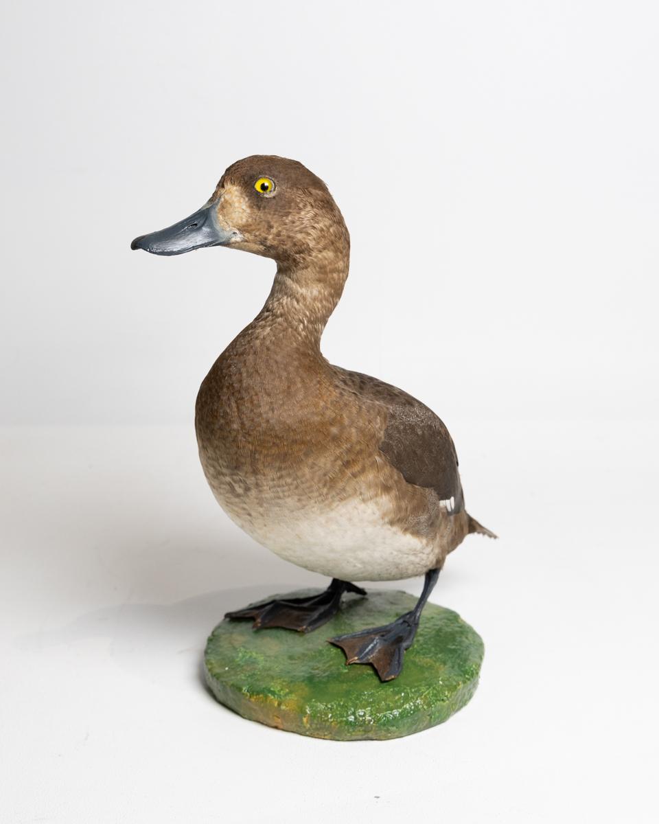 Taxidermy Female Scaup