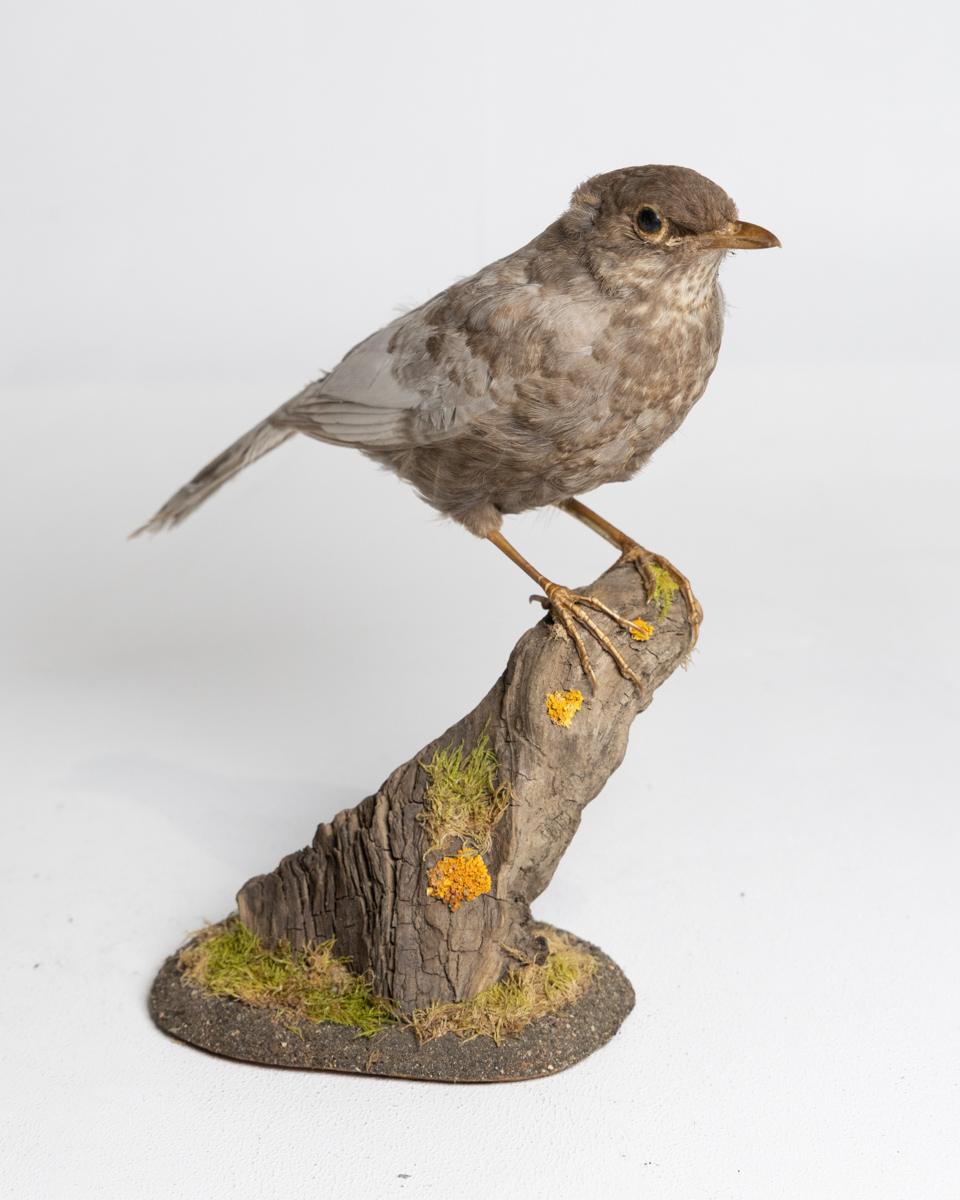 Rare Taxidermy Grey Blackbird