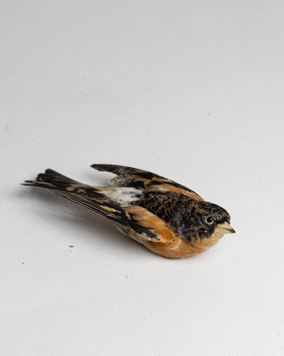 Wall-mounted Flying Brambling