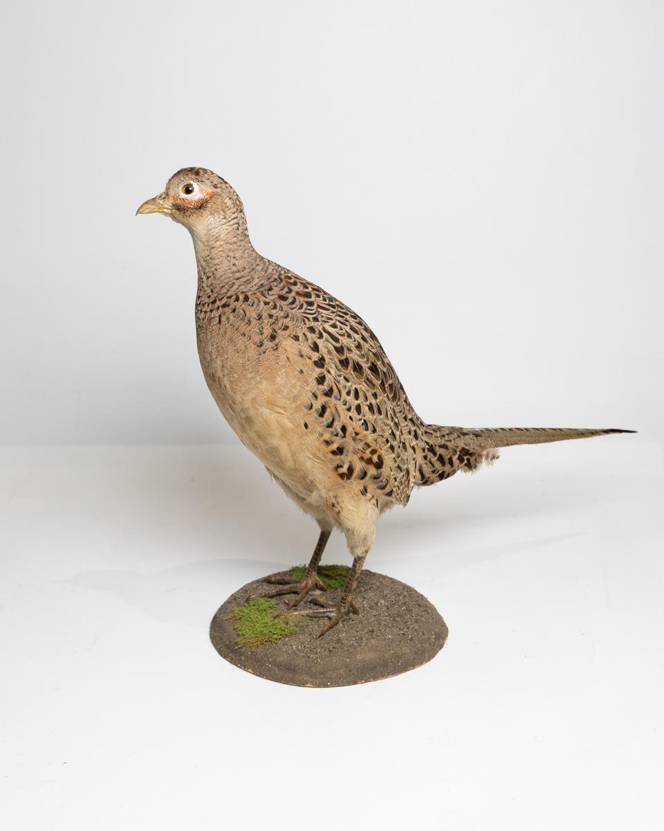 Taxidermy Female Ring-necked Pheasant