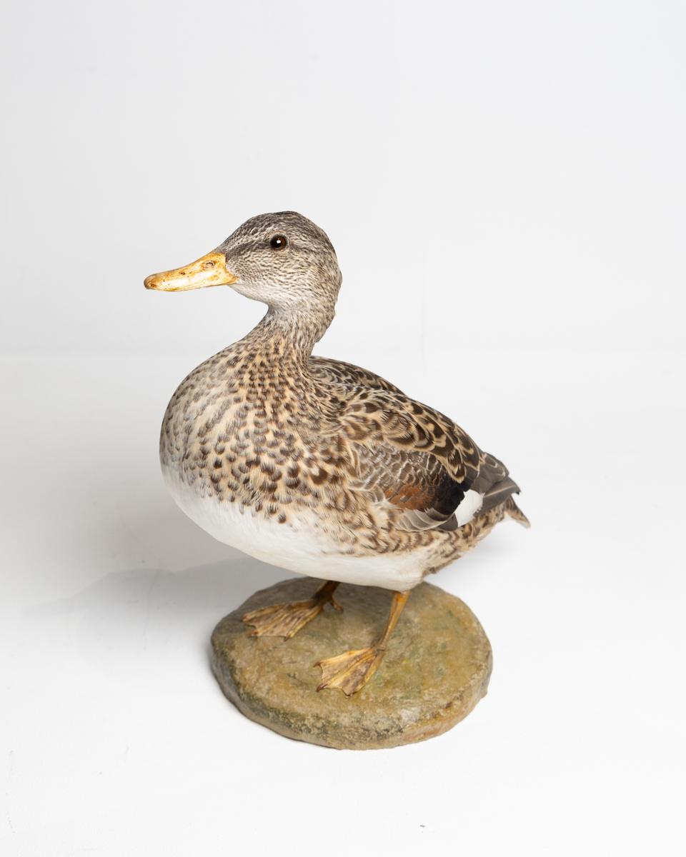 Taxidermy Female Mallard