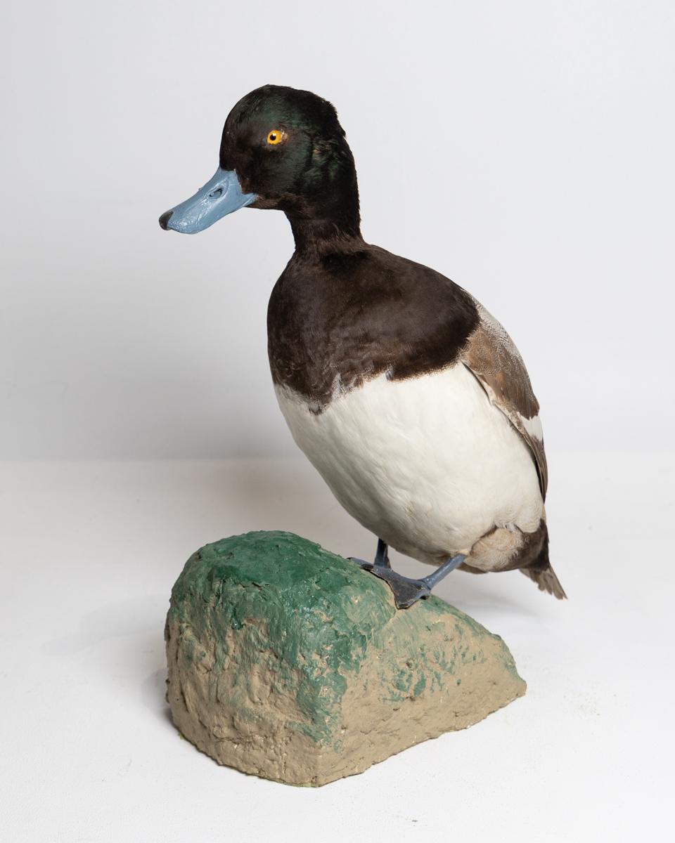 Taxidermy Male Scaup