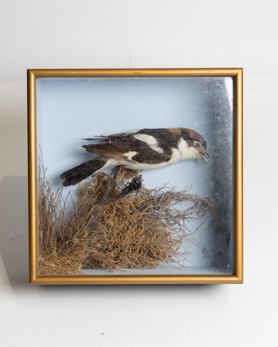 Taxidermy Woodchat Shrike in Display Case