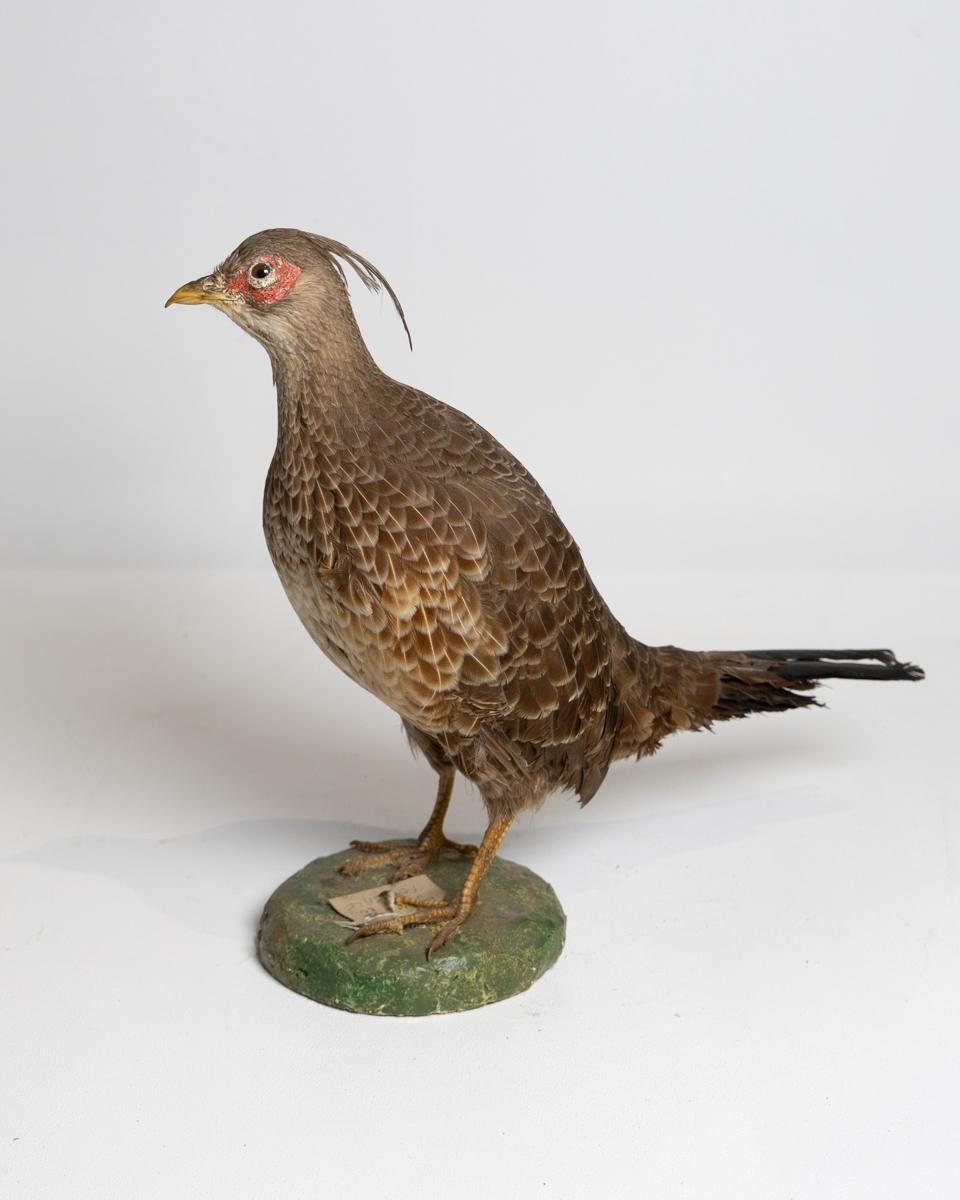 Taxidermy Nepal Kalij Pheasant