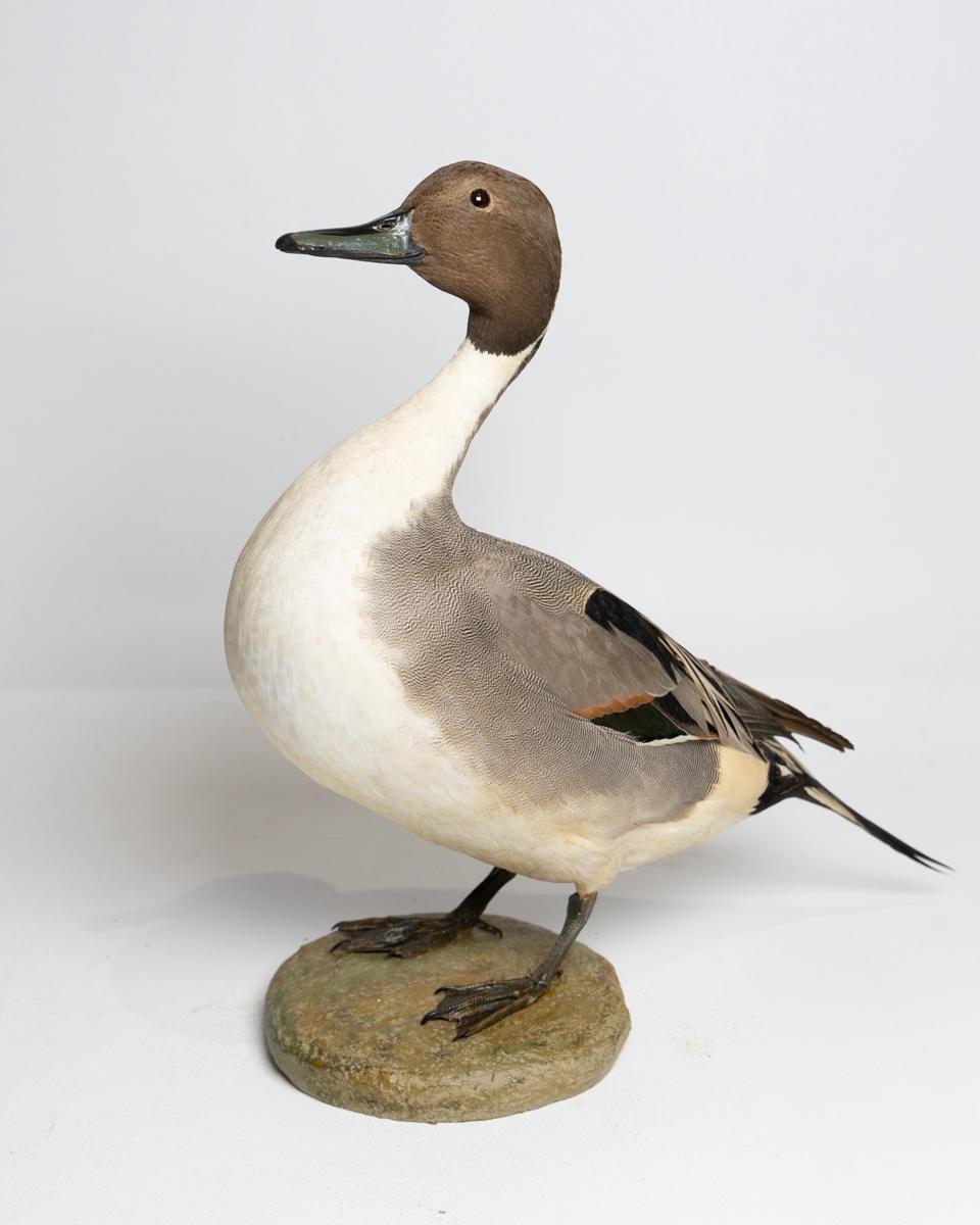 Taxidermy Male Northern Pintail Duck