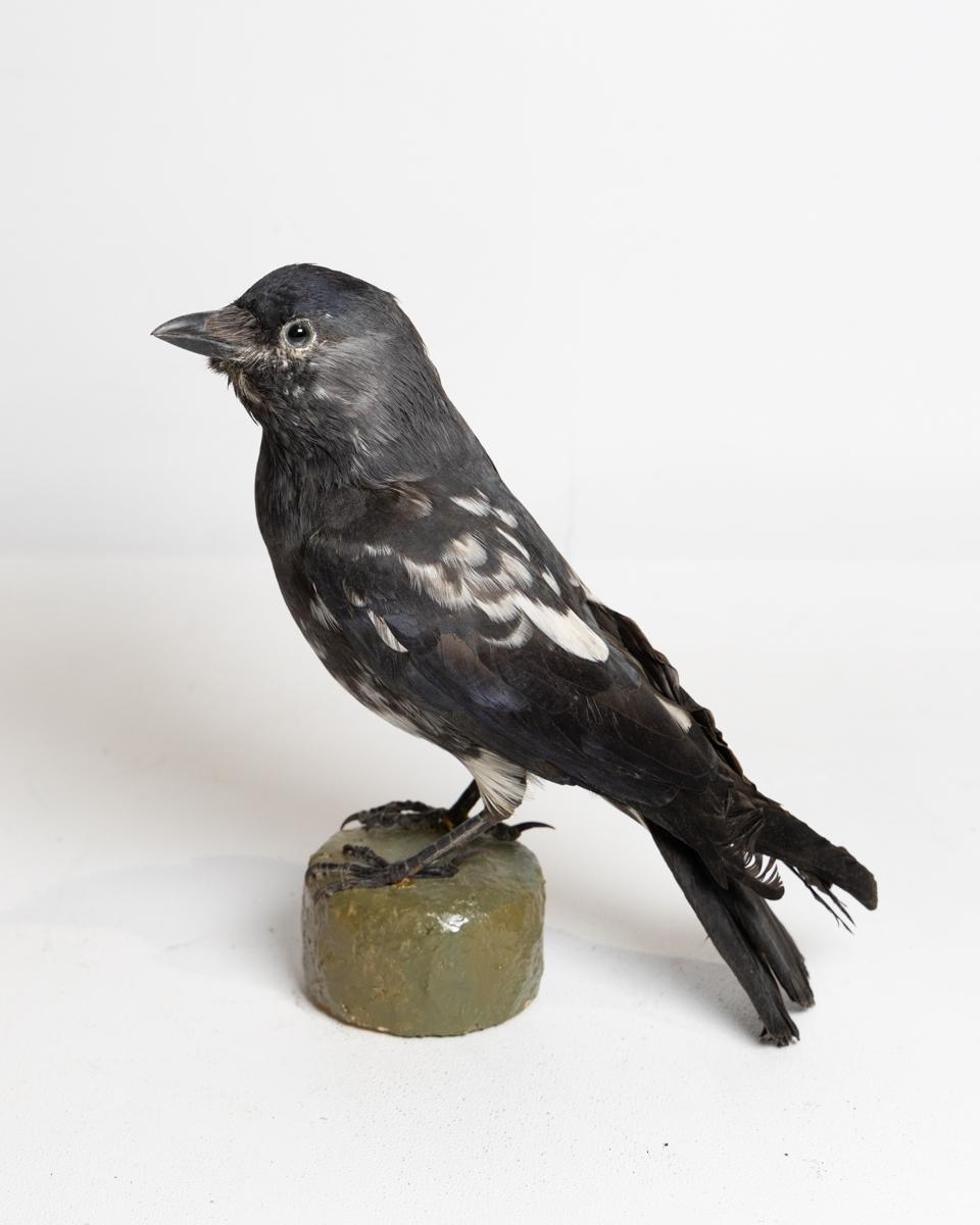 Rare Taxidermy Leucistic Jackdaw