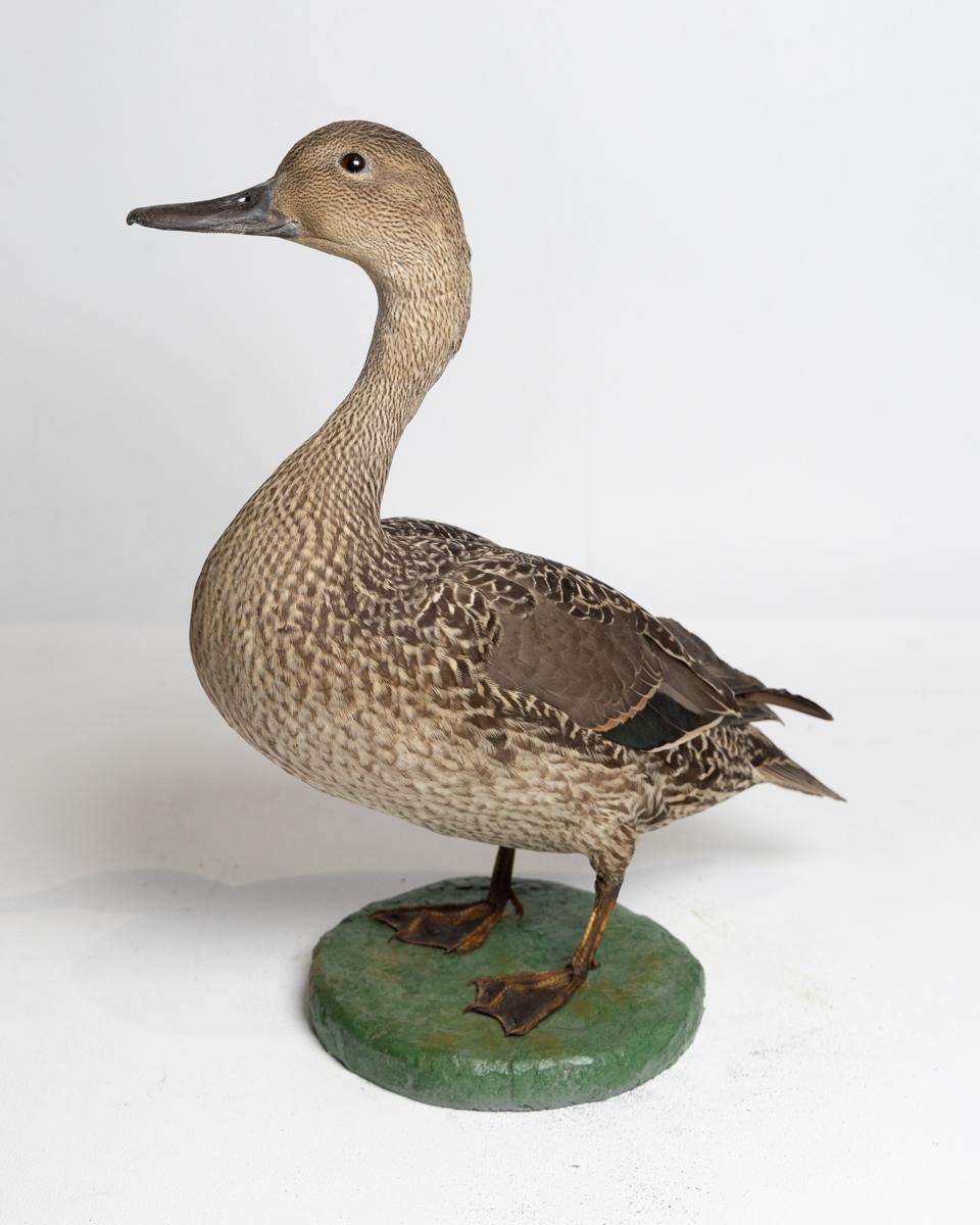 Taxidermy Female Shoveler Duck