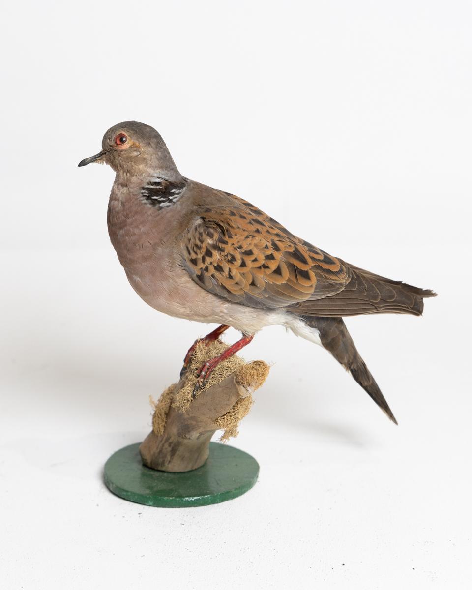 Taxidermy Turtle Dove