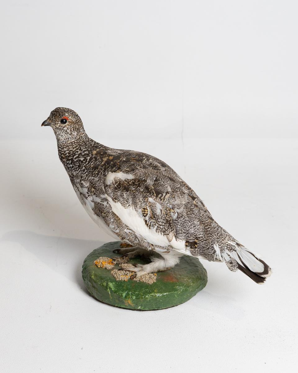 Taxidermy Rock Ptarmigan