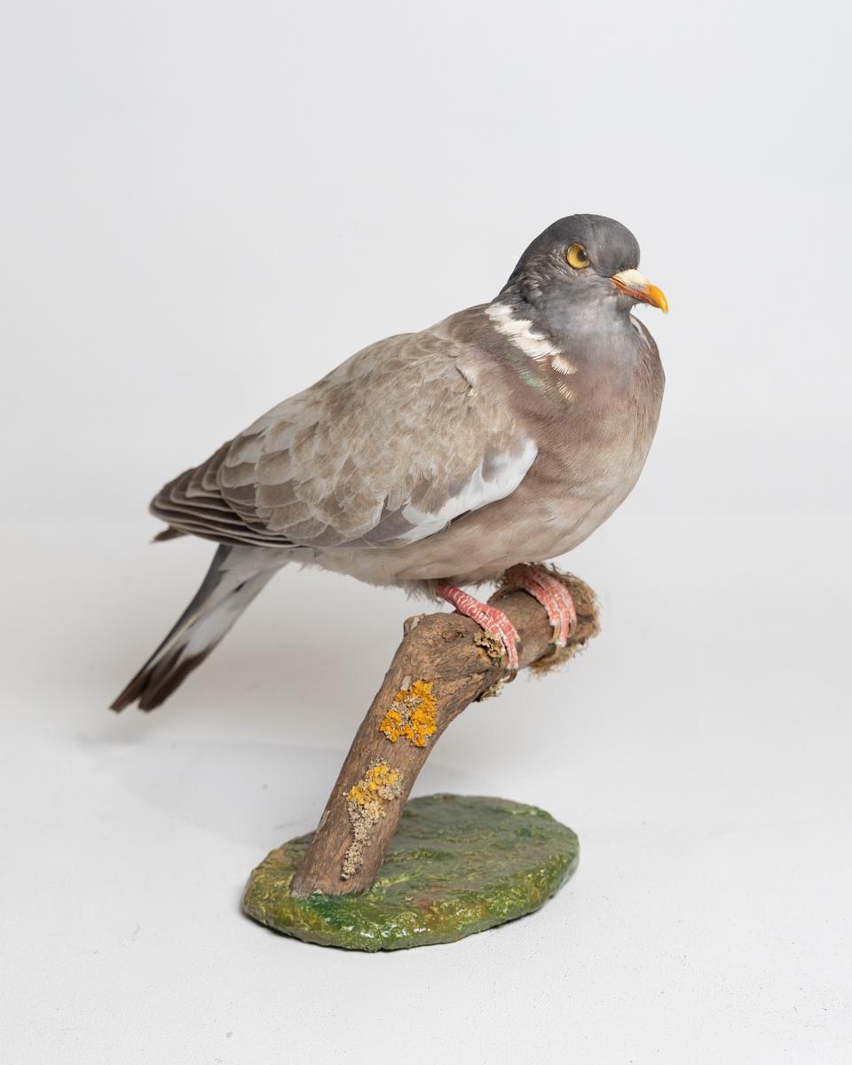 Taxidermy Wood Pigeon