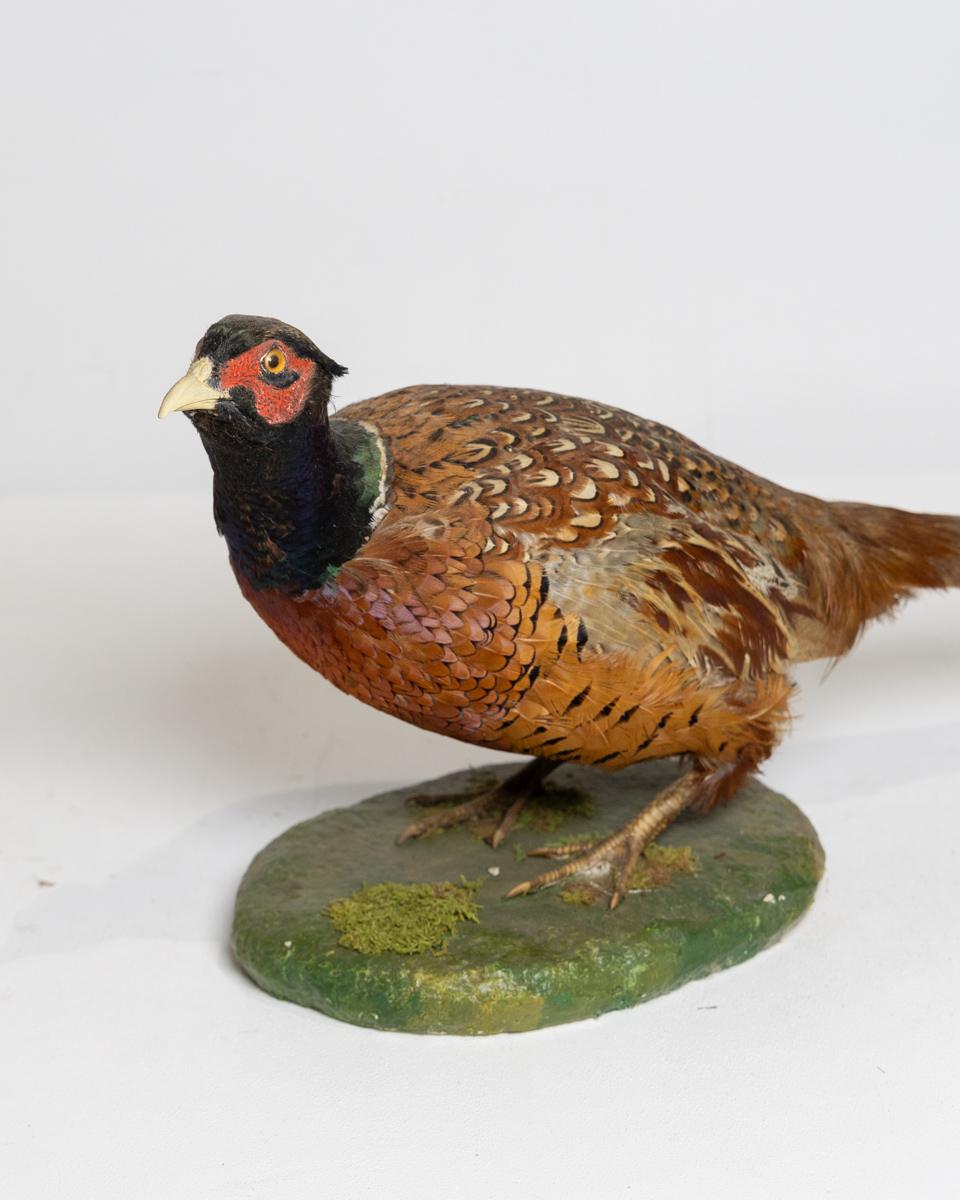 Taxidermy Pheasant