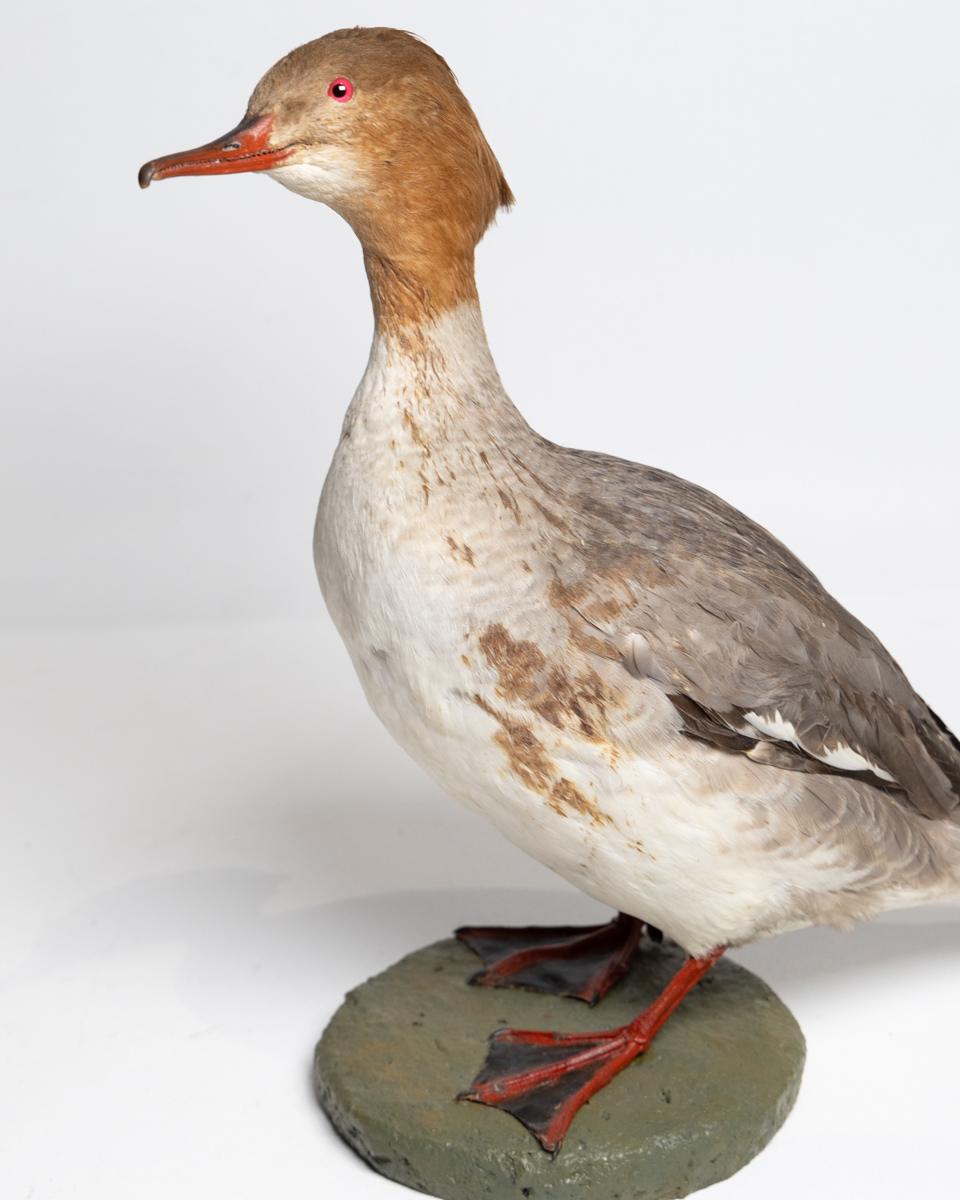 Taxidermy Common Merganser