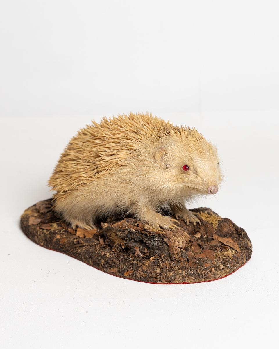 Very Rare Taxidermy Albino Hedgehog