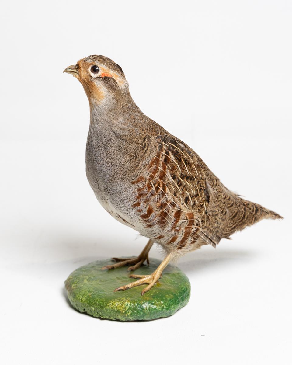 Perdrix Rouges Naturalisées – Taxidermie – Fabriqué En France – Neuf