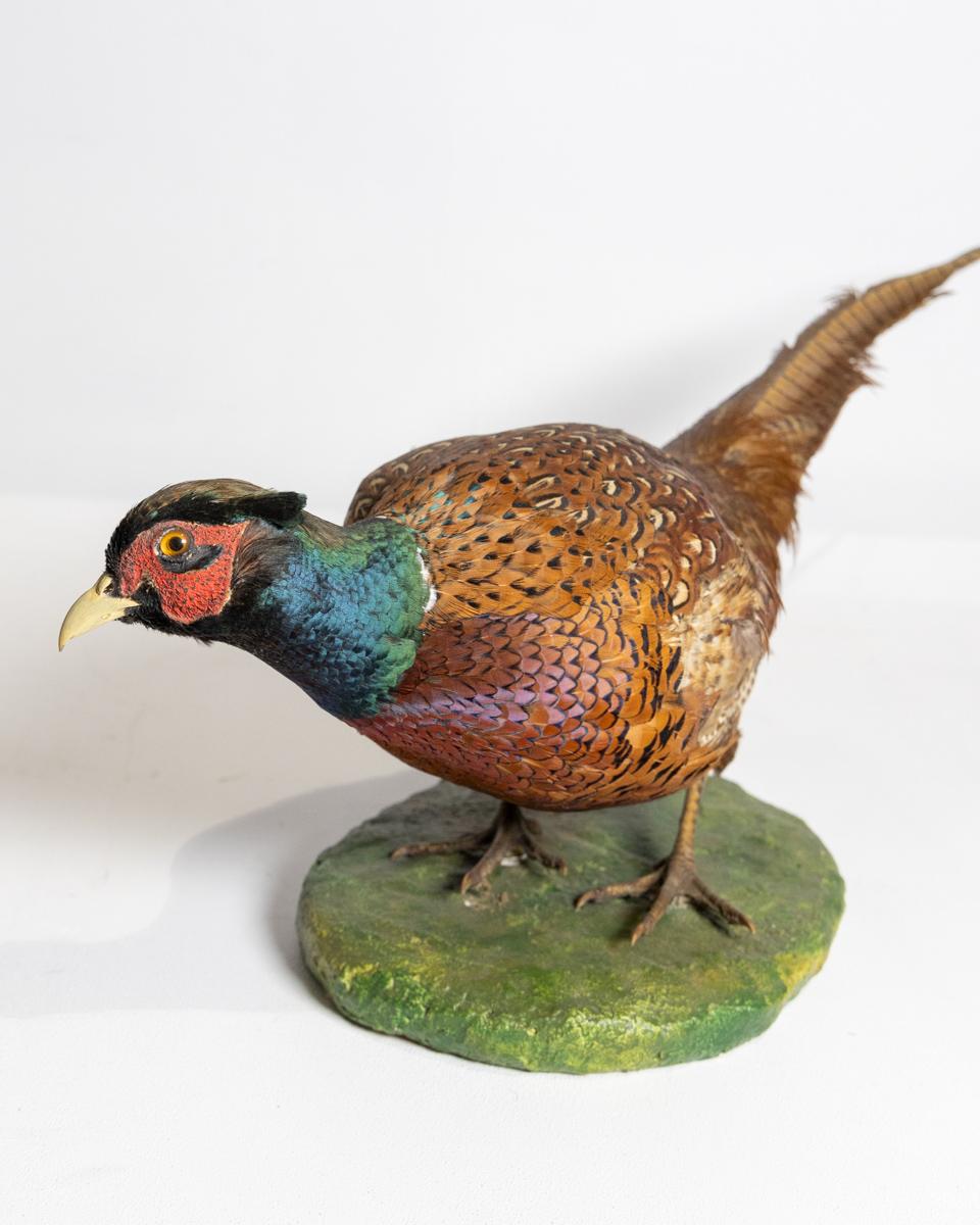 Taxidermy Ring-necked Pheasant