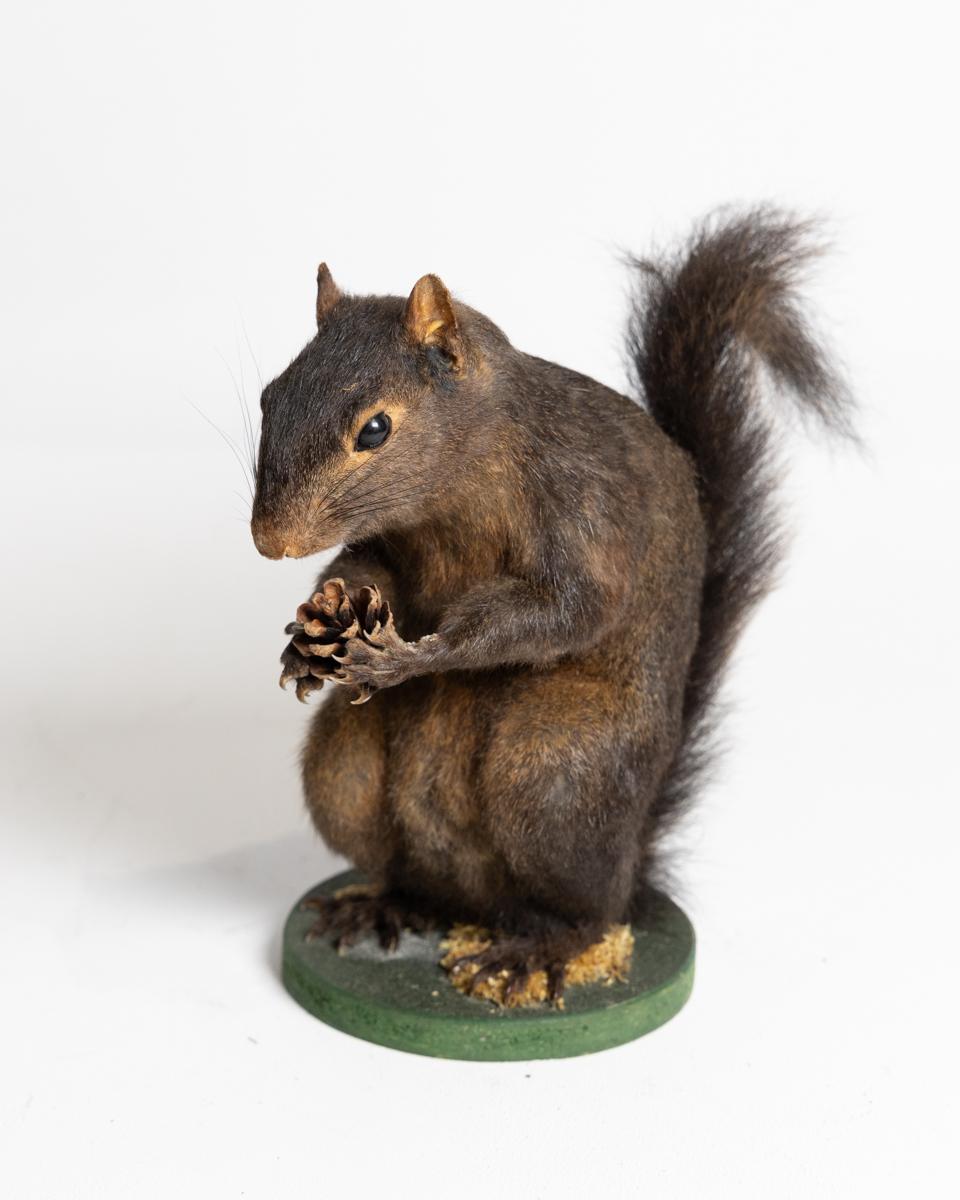 Taxidermy Grey Squirrel