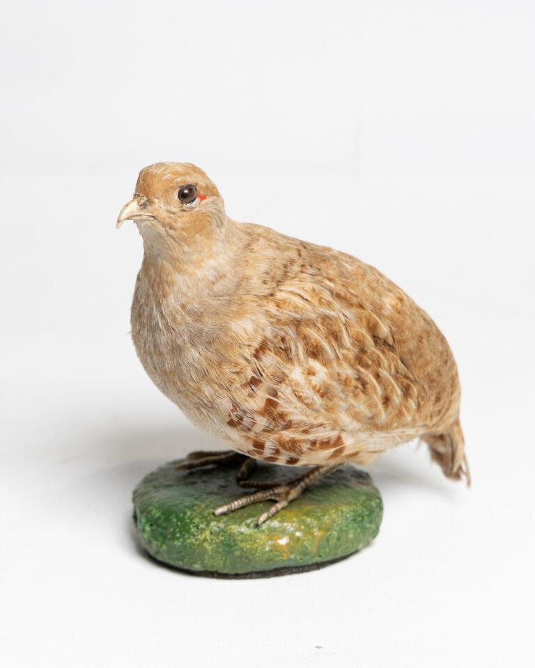 Rare Taxidermy Grey Partridge