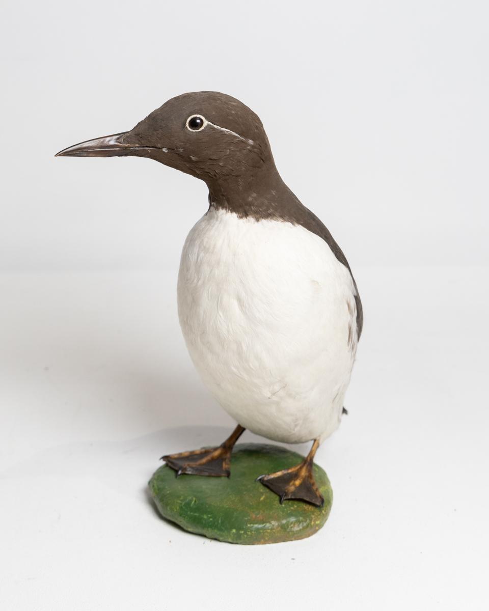 Taxidermy Common Guillemot