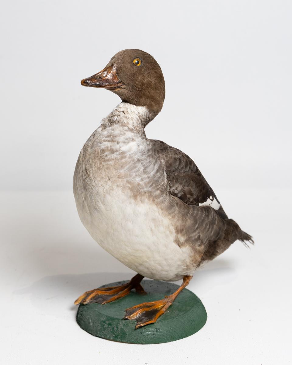 Taxidermy Female Goldeneye Duck