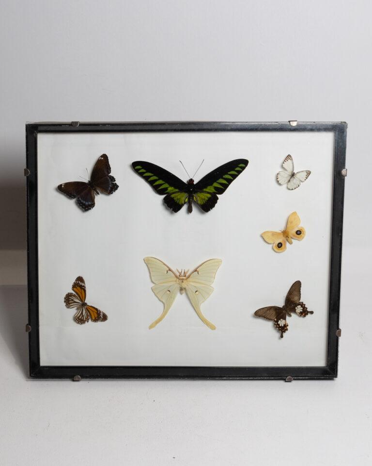 Framed Collection of Seven Butterflies