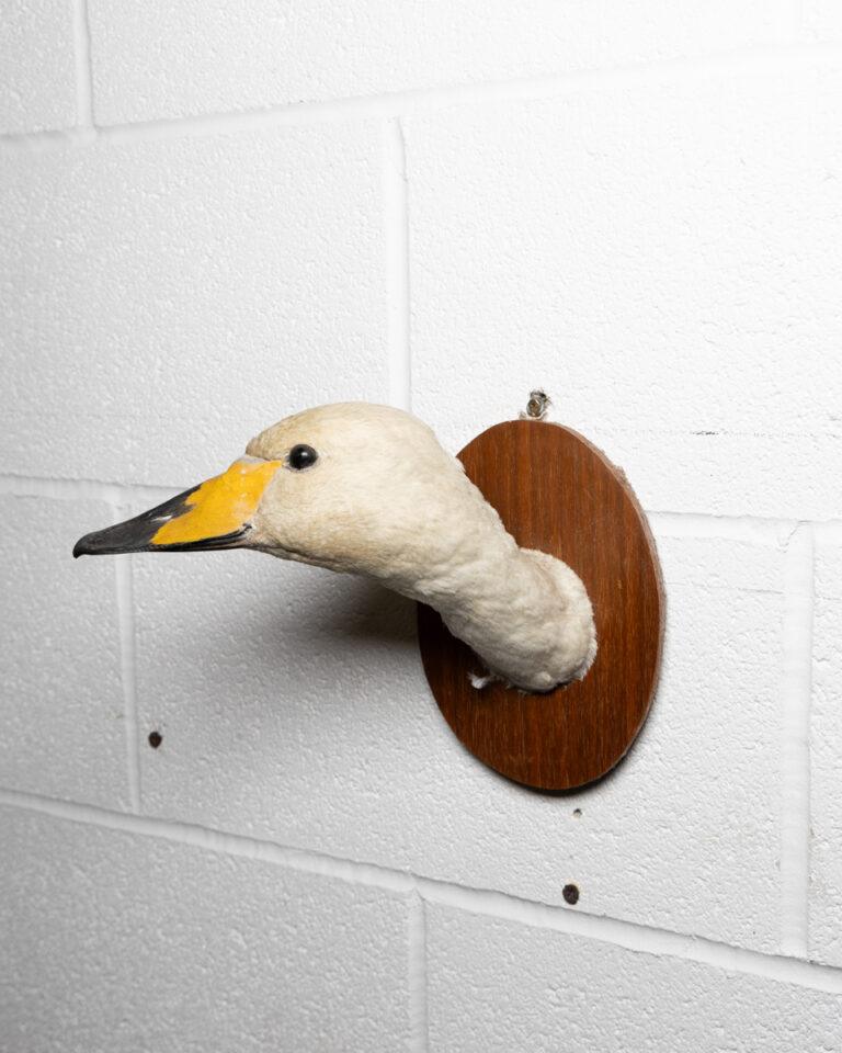 Mounted Taxidermy Whooper Swan Head