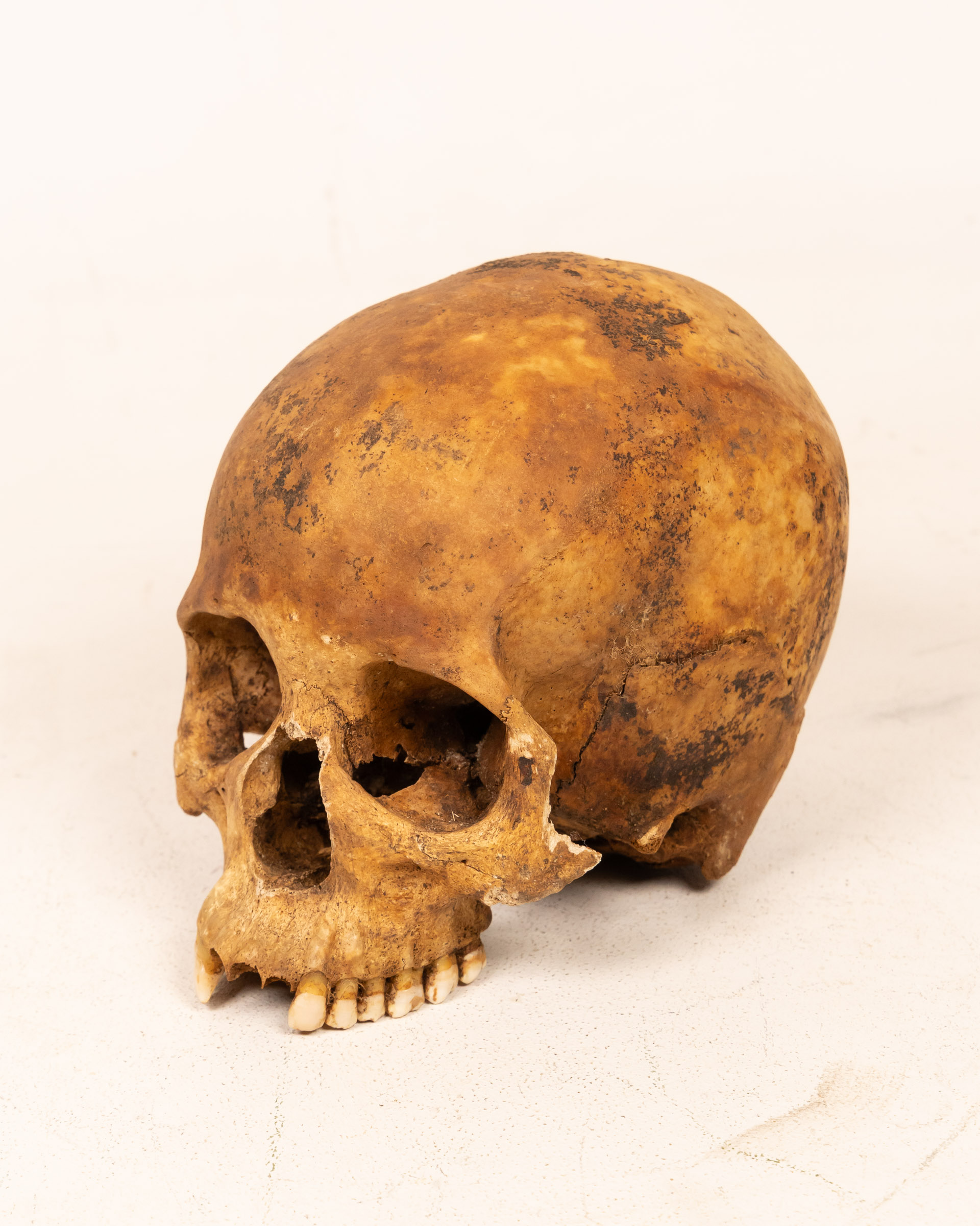 Antique Human Skull
