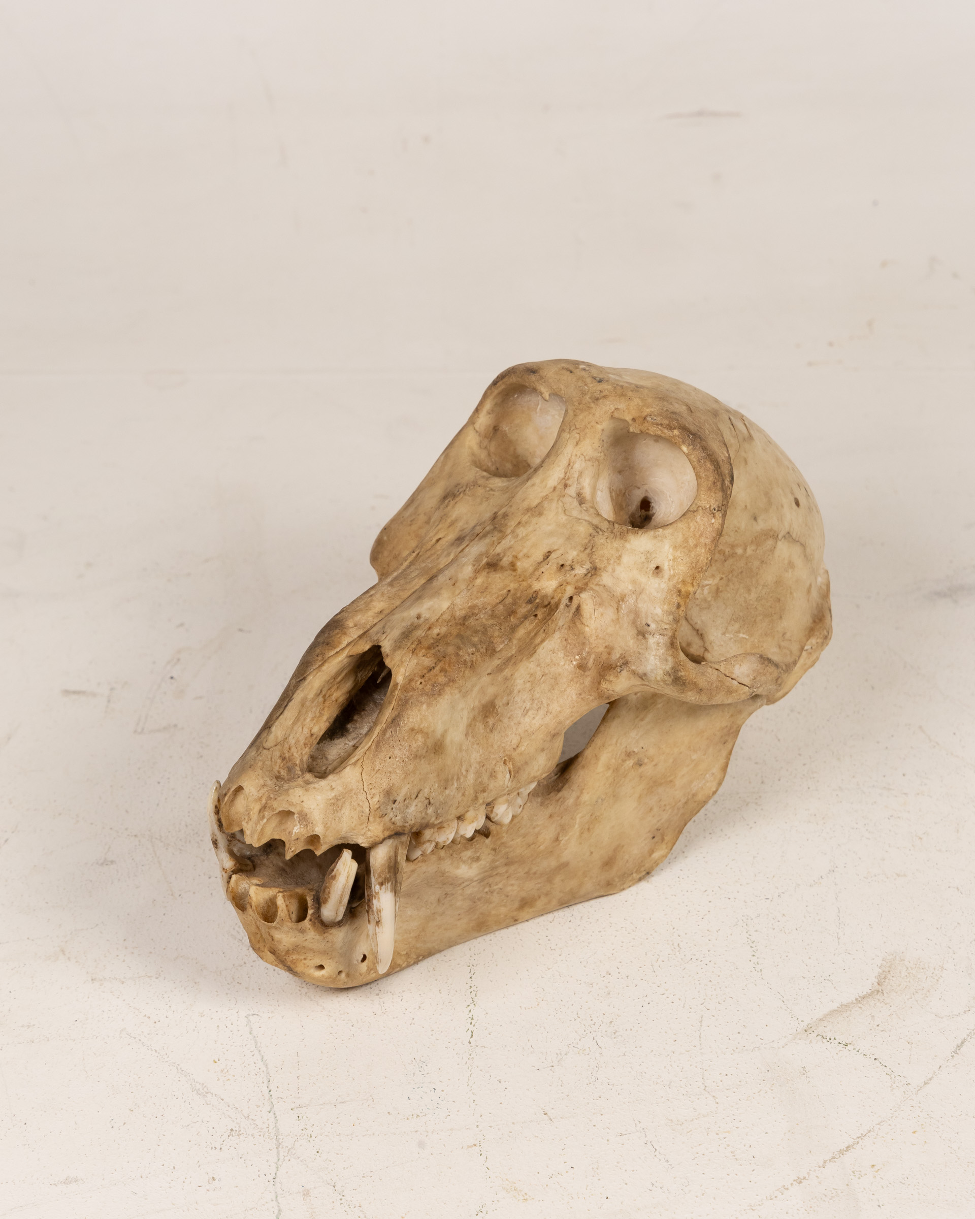Baboon Skull