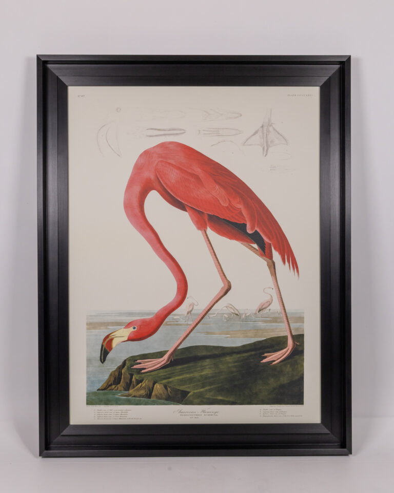 John James Audubon Framed Canvas - American Flamingo