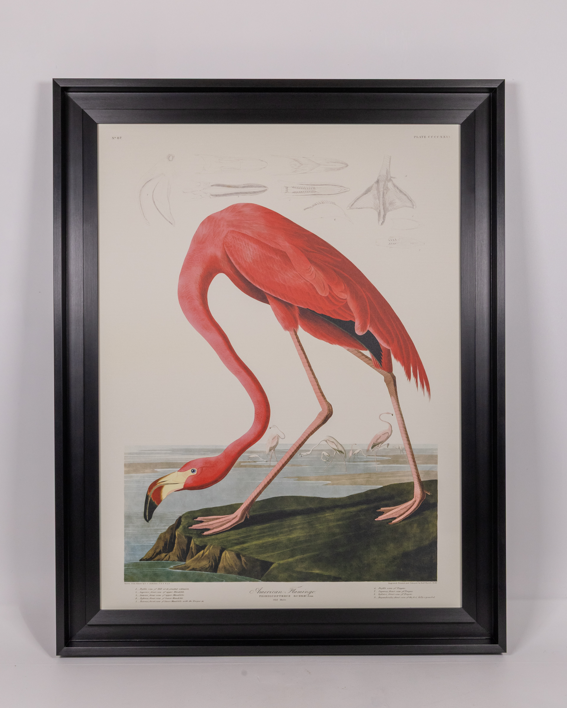 John James Audubon Framed Canvas – American Flamingo