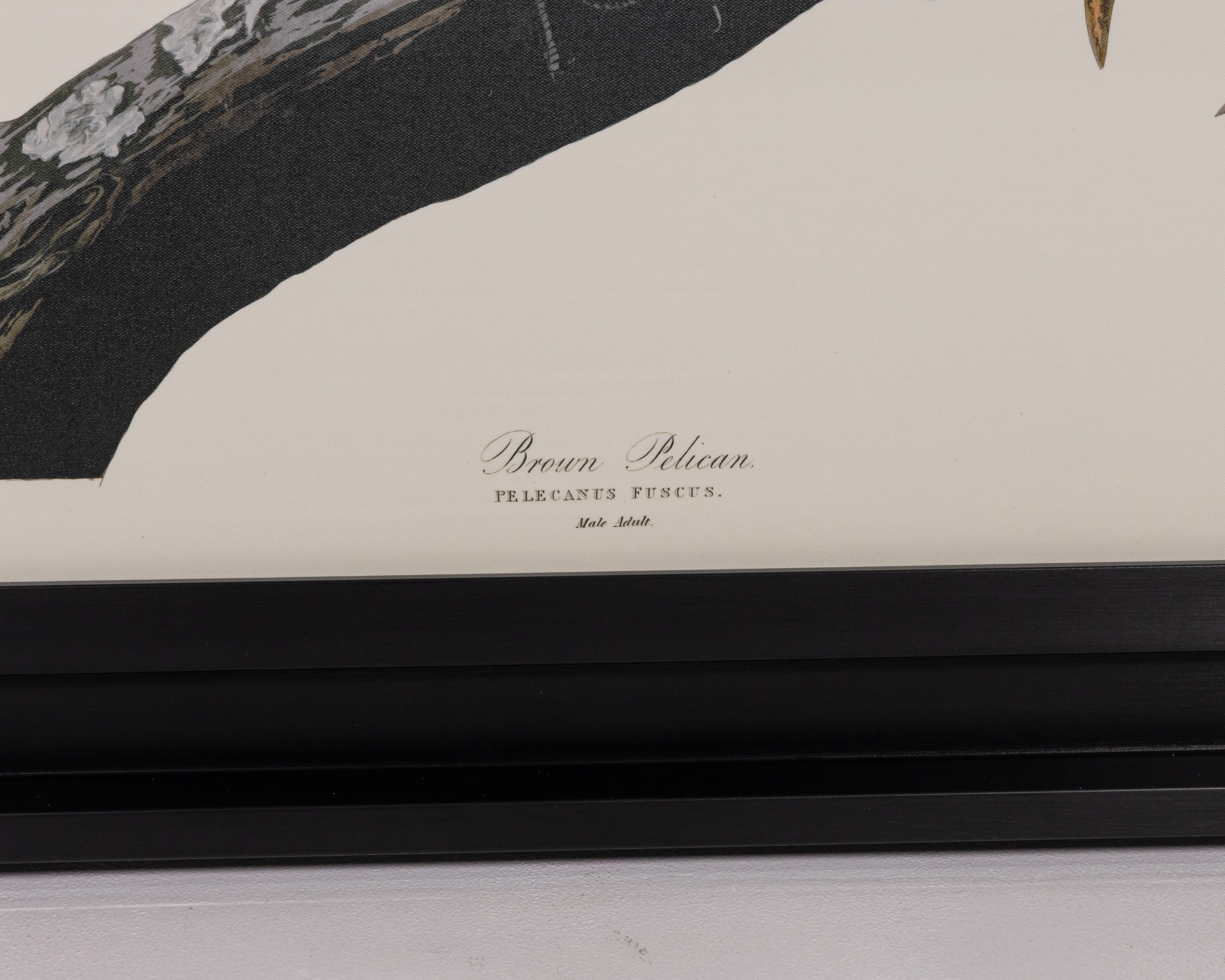 John James Audubon Framed Canvas - Brown Pelican - On The Square Emporium
