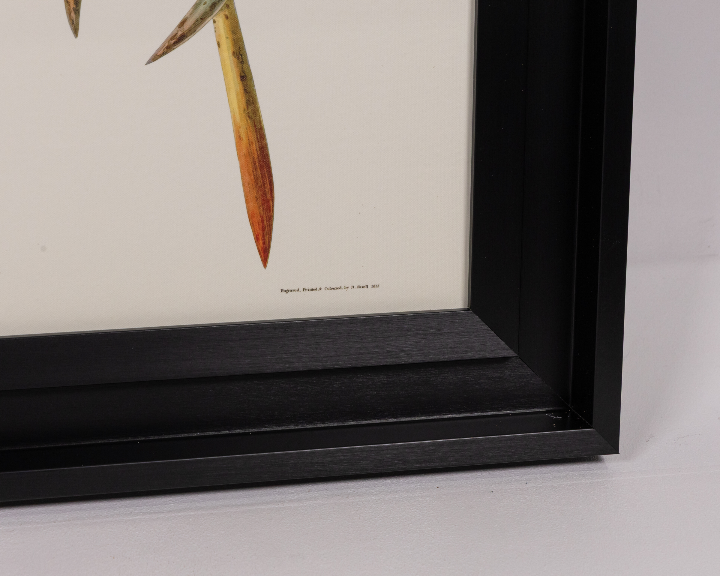 John James Audubon Framed Canvas - Brown Pelican - On The Square Emporium