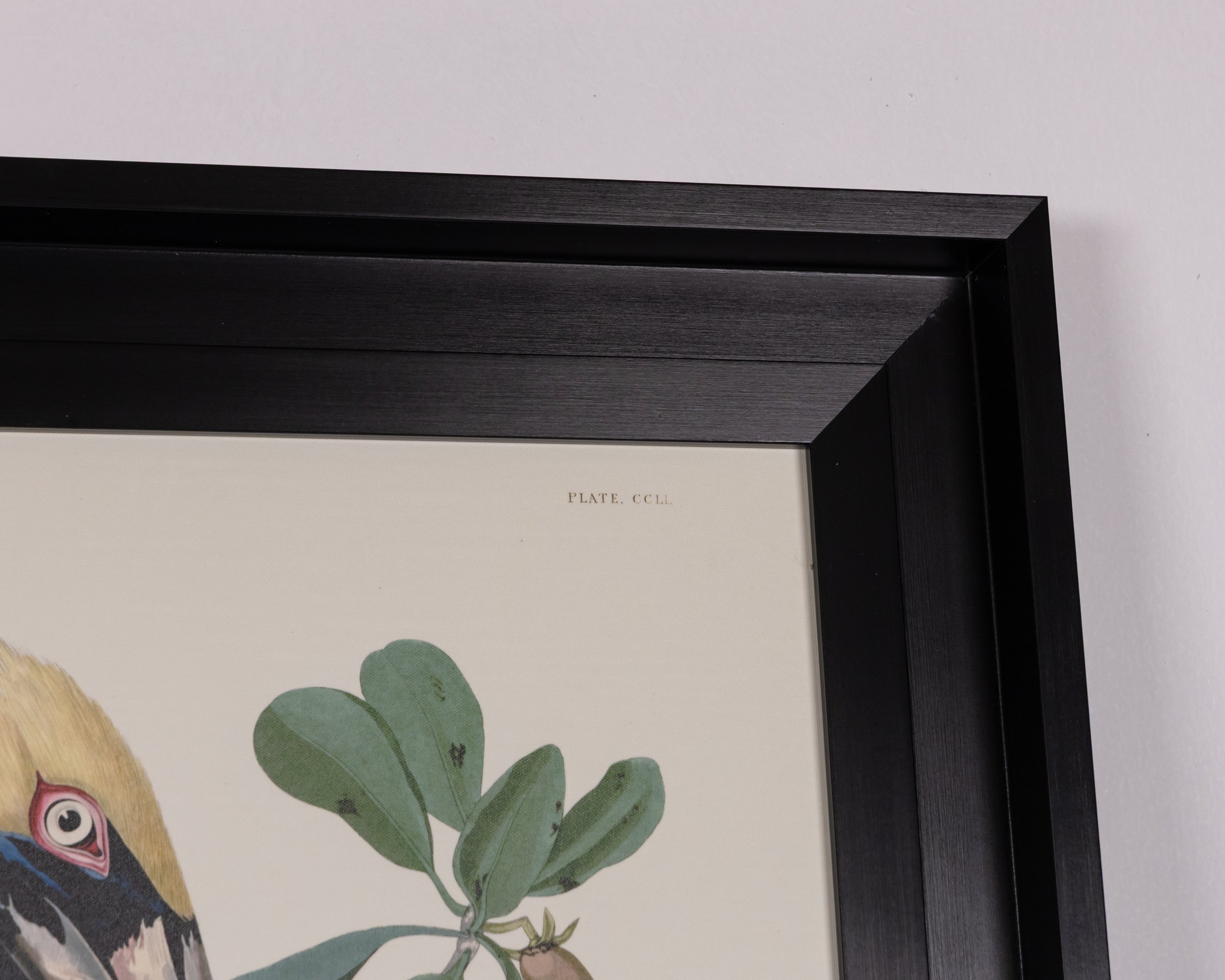 John James Audubon Framed Canvas - Brown Pelican - On The Square Emporium