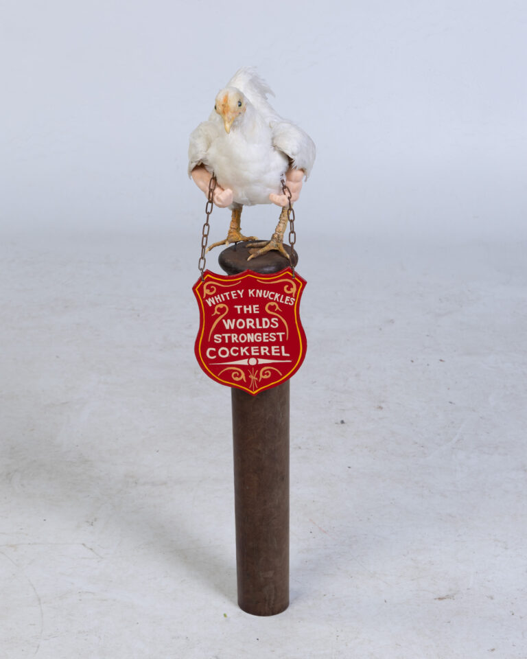 Whitey Knuckles - The Worlds Strongest Cockerel!