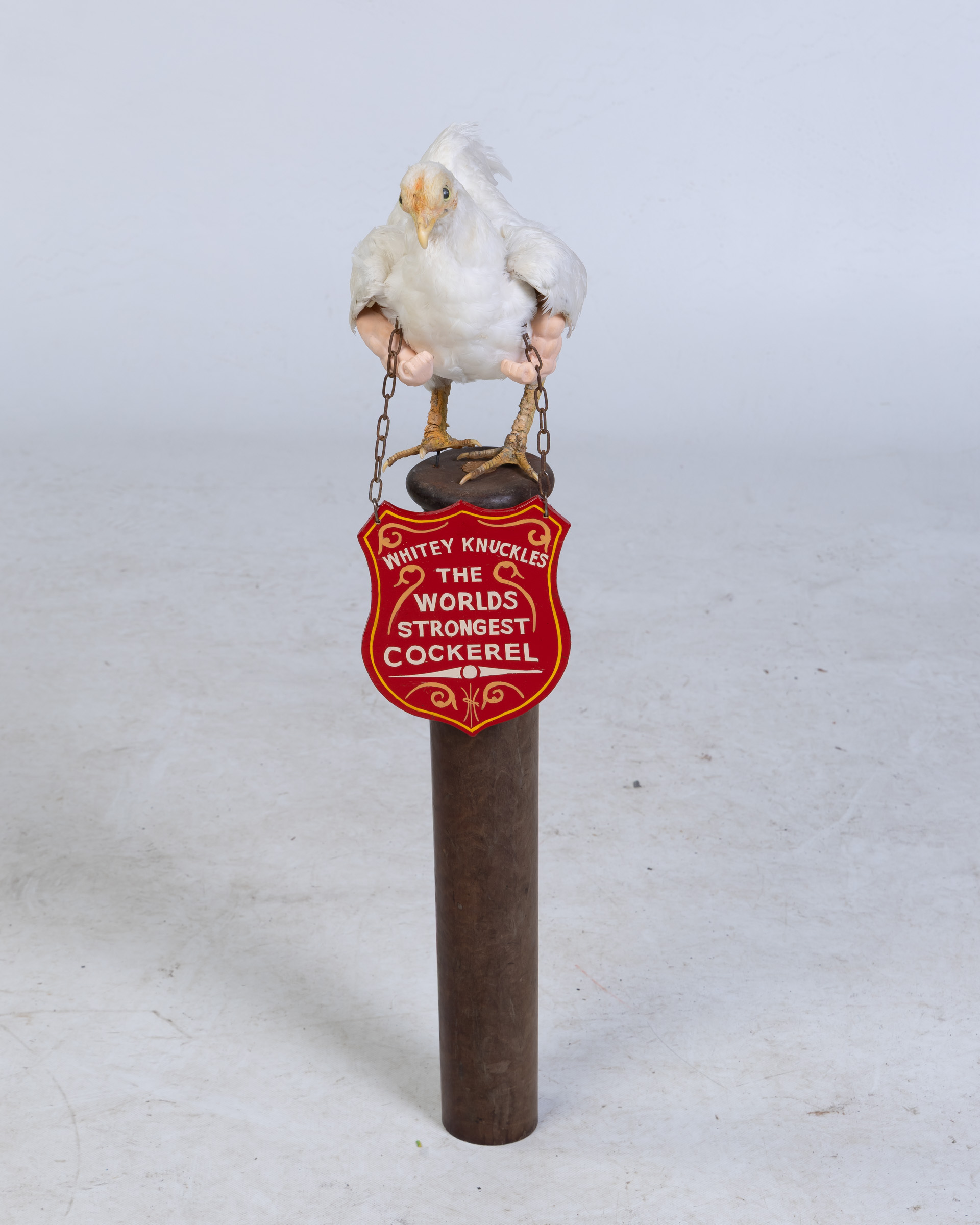 Whitey Knuckles – The Worlds Strongest Cockerel!