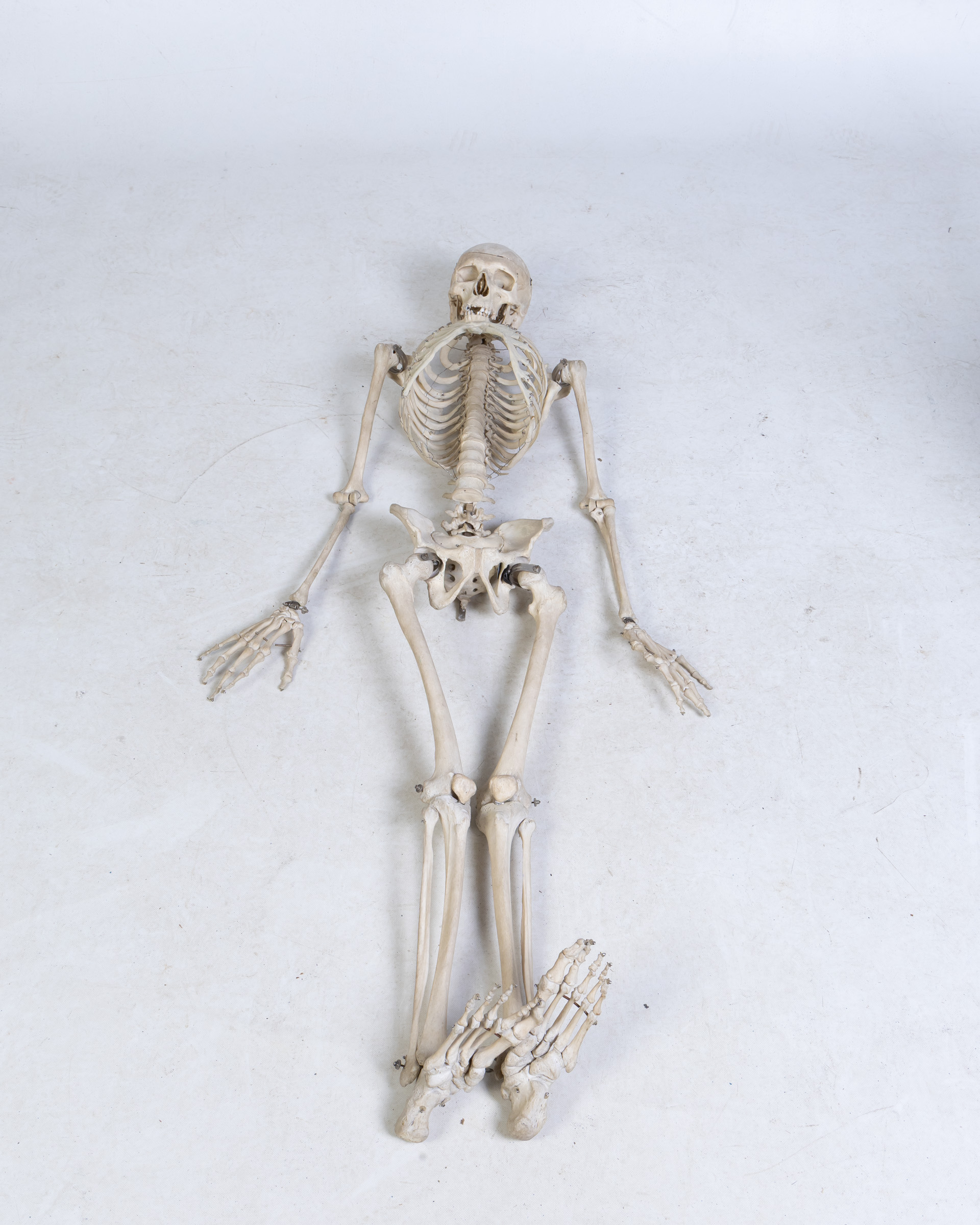 Articulated Real Human Skeleton Model