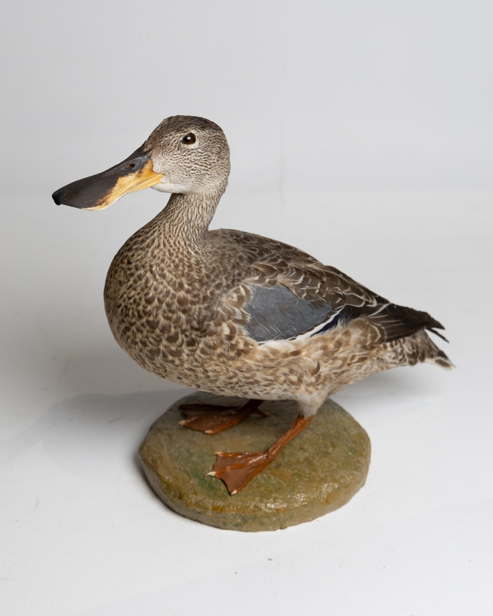 Taxidermy Mallard Duck on Base