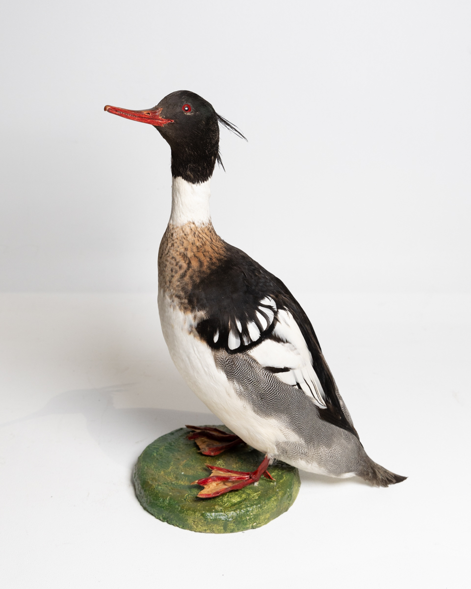 Taxidermy Red-Breasted Merganser Duck