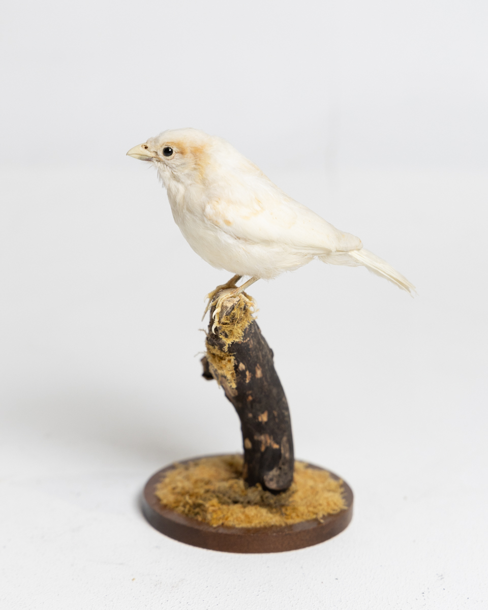 Taxidermy White Sparrow