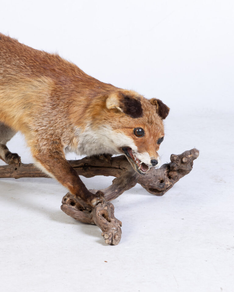 Vintage Taxidermy Fox on Branch