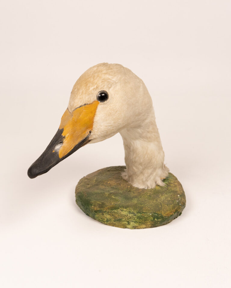 Vintage Taxidermy Whooper Swan Head Mount